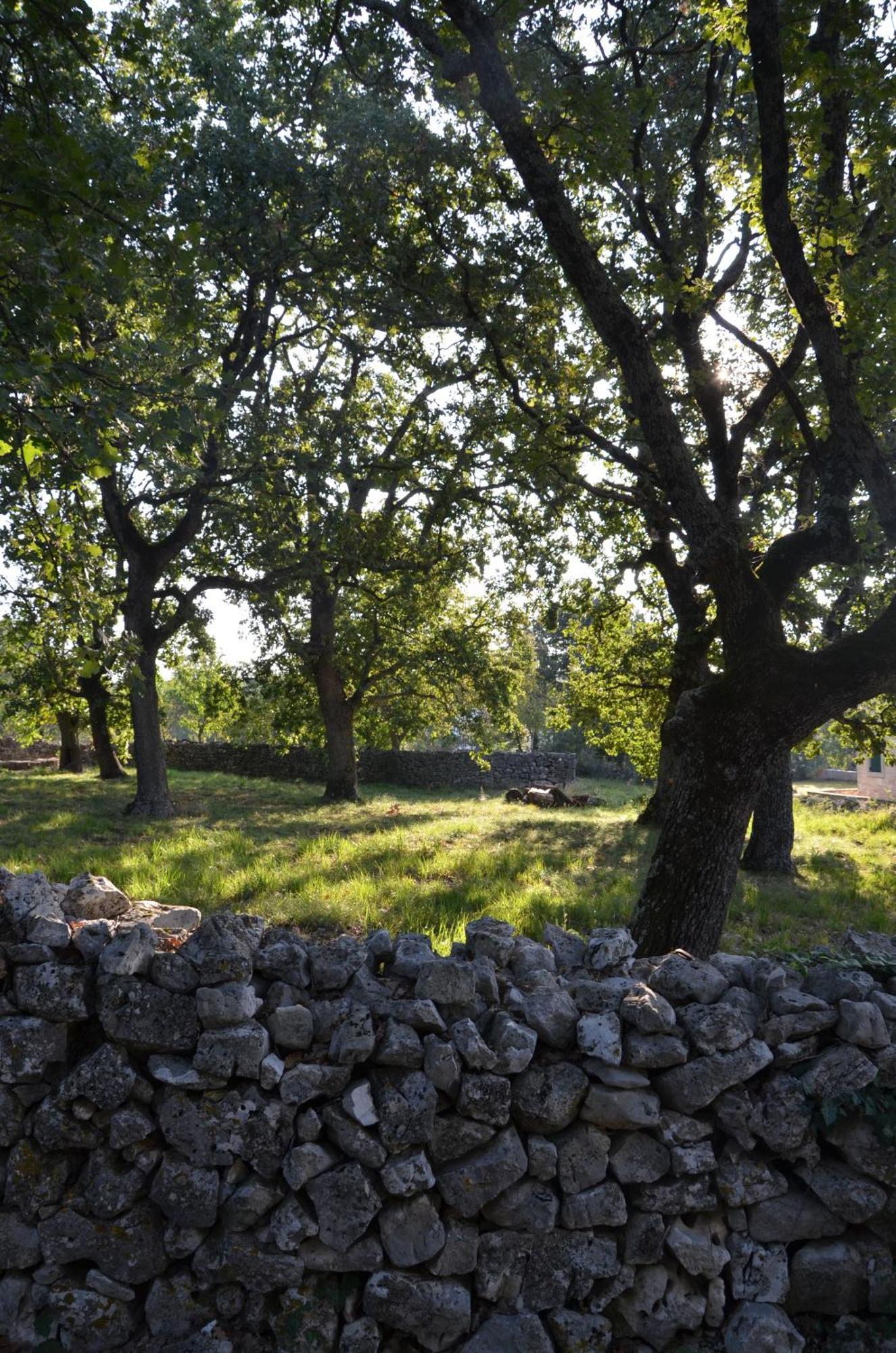 Villa Olivetta By Istrian Country Houses Barat  Extérieur photo