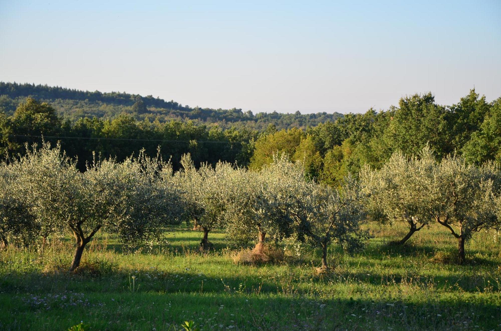 Villa Olivetta By Istrian Country Houses Barat  Extérieur photo