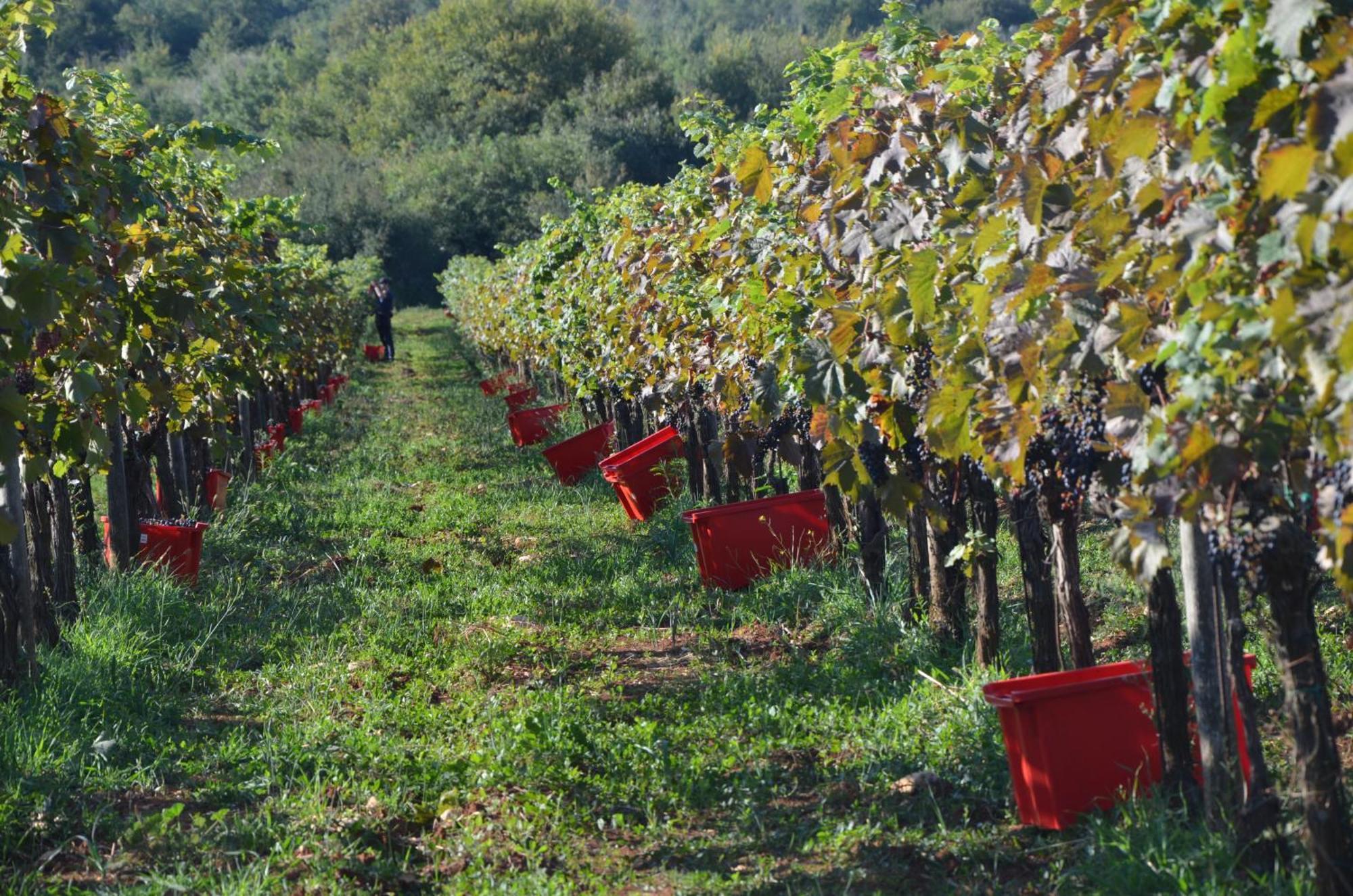 Villa Olivetta By Istrian Country Houses Barat  Extérieur photo